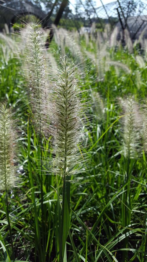 Pennisetum alopecuroides (Red Head Dwarf Fountain Grass)