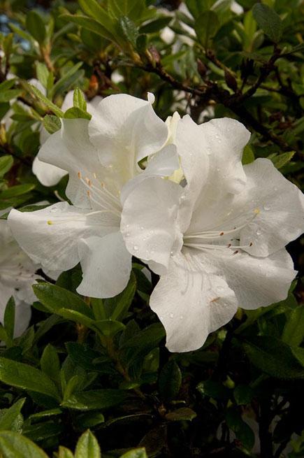 Azalea Encore® (Azalea Encore® Autumn Ivory™)