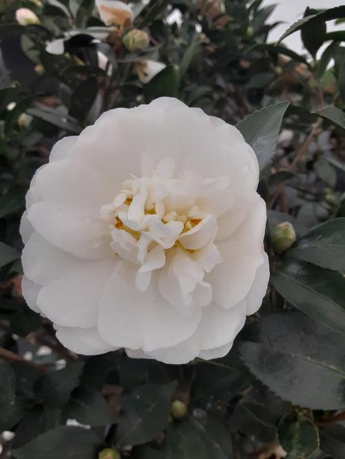 Camellia sasanqua (Mine-no-Yuki Camellia)