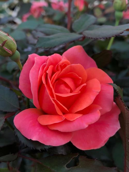 Rosa (Coral Knock Out® Rose)