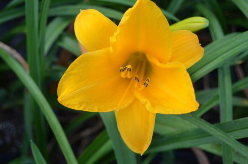 Hemerocallis x (Sparkle Daylily)