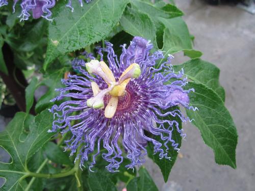 Passiflora incarnata (Passion Flower)