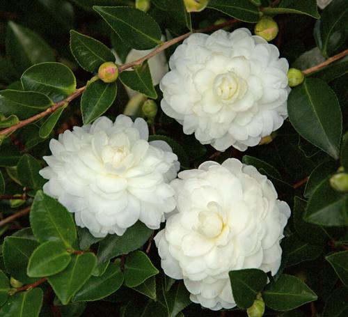 Camellia sasanqua (October Magic® White Shi-Shi™ Camellia)