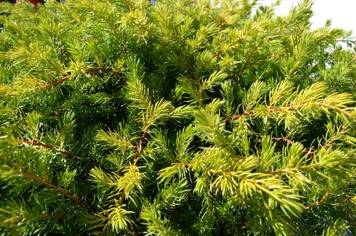Juniperus conferta 'Golden Pacific' (Golden Pacific Juniper)