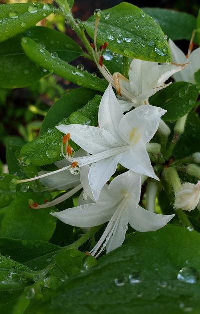 Rhododendron viscosum (Swamp Azalea)