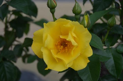 Rosa (Lemon Fizz Rose)