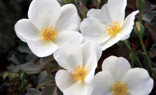 Rosa (White Knock Out® Rose)