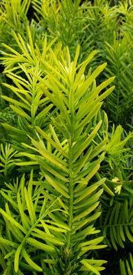 Cephalotaxus harringtonia (Golden Dragon Plum Yew)