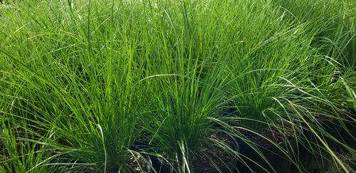Sporobolus heterolepis (Prairie Dropseed Grass)