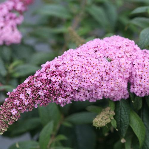 Buddleia (Pugster Pink® Butterfly Bush)