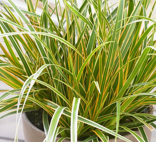 Carex oshimensis (Everglow Carex)