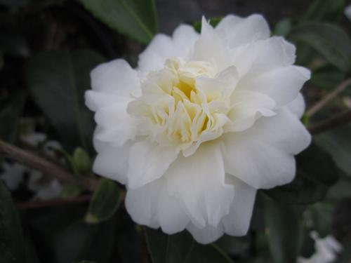 Camellia x (Snow Flurry Camellia)