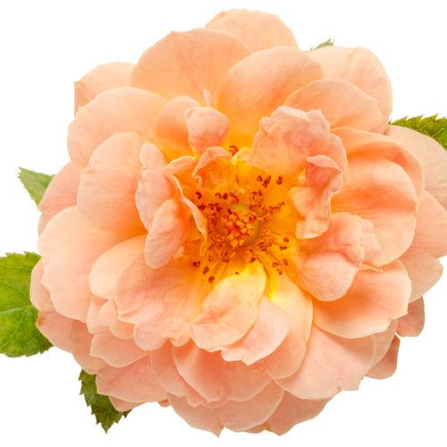 Rosa (At Last® Rose)