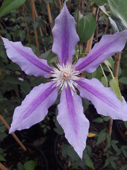 Clematis (Dr. Ruppel Clematis)