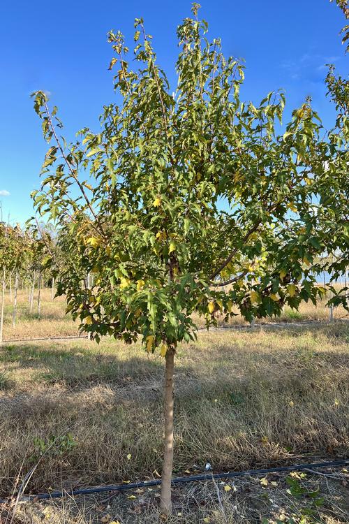 Acer ginnala (Amur Maple)