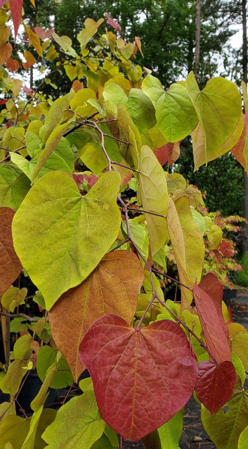 Cercis canadensis (Flame Thrower® Redbud)