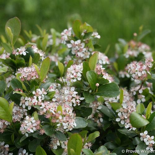 Aronia melanocarpa (Low Scape Mound® Chokeberry)