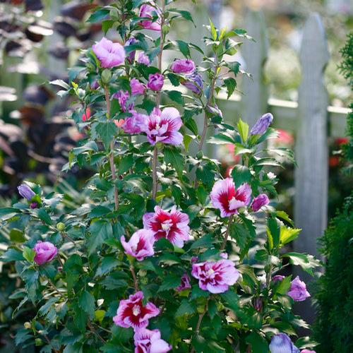 Hibiscus syriacus (Purple Pillar Hibiscus)
