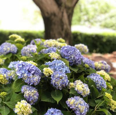 Hydrangea macrophylla (Nantucket Blue™ Hydrangea)