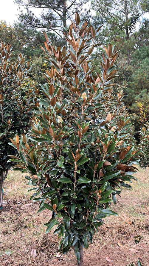 Magnolia grandiflora (Alta Magnolia)