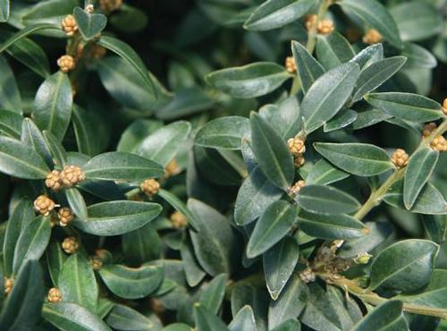 Buxus sempervirens (Arctic Emerald Boxwood)