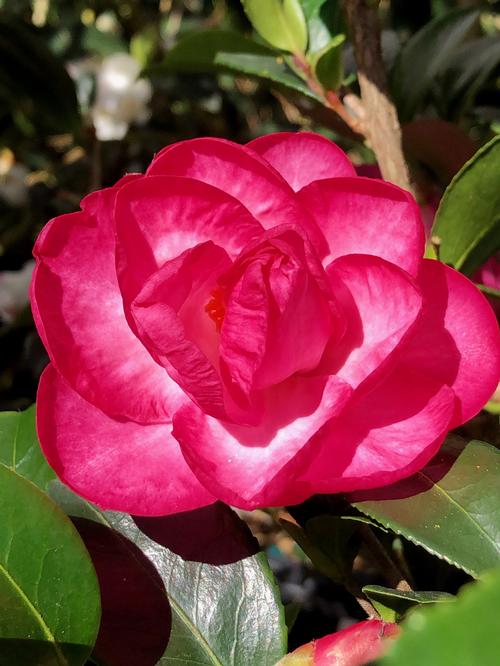 Camellia sasanqua (October Magic® Devotion™ Camellia)