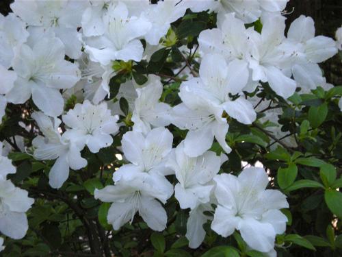 Azalea mucronatum 'Delaware Valley White' (Delaware Valley White Azalea)