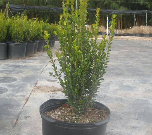 Buxus microphylla var. japonica 'Wintergreen' (Wintergreen Boxwood)
