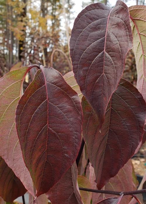 Cornus florida 'Cherokee Brave' fall color