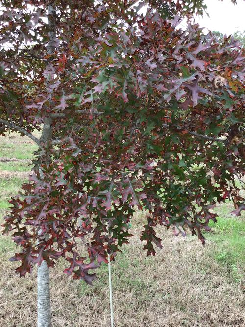 Quercus coccinea - Scarlet Oak from Taylor's Nursery