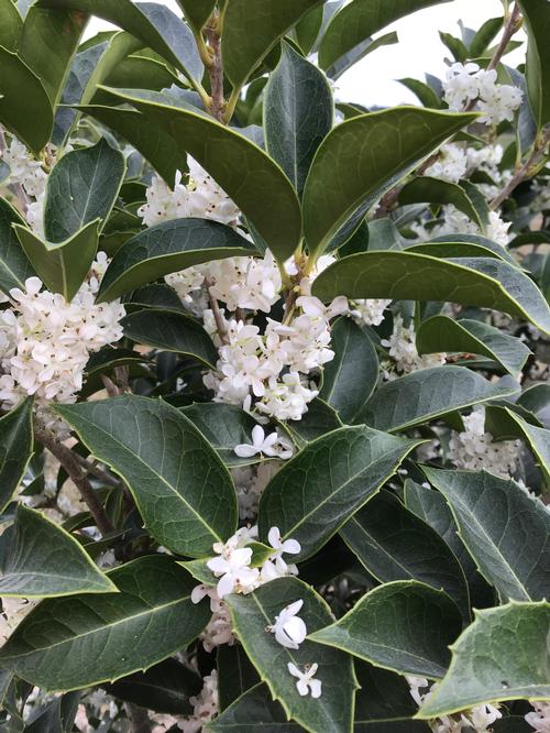 Osmanthus x fortunei - Fortune's Osmanthus from Taylor's Nursery