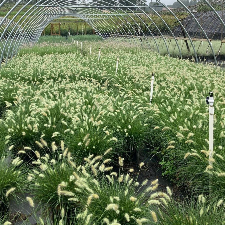 Pennisetum alopecuroides 'Hameln' - Hameln Fountain Grass from Taylor's Nursery