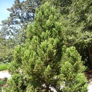 Radicans Cryptomeria