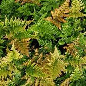Dryopteris erythrosora 'Brilliance'