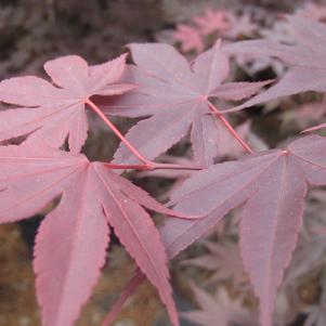 Acer palmatum Bloodgood