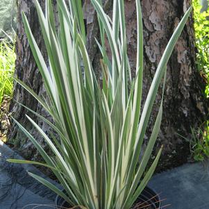 Iris ensata Variegata