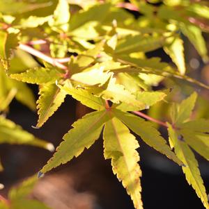 Acer palmatum Wildfire