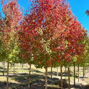 Acer buergerianum Aeryn®