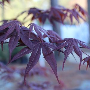 Acer palmatum Emperor 1