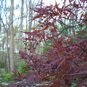 Acer palmatum var. dissectum Tamukeyama