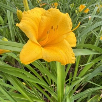 Hemerocallis Stella D'Oro