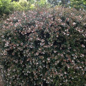 Abelia x grandiflora 