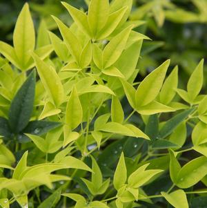 Nandina domestica Lemon Lime