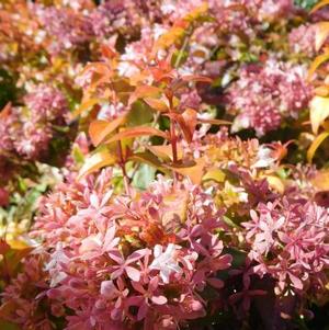 Abelia x grandiflora Peach Perfection®