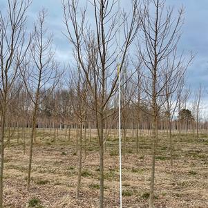 Acer buergerianum Valynor®